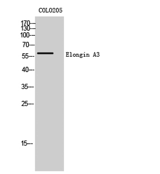 Elongin A3 Polyclonal Antibody