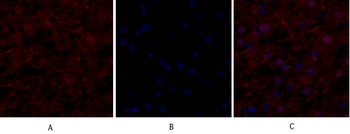 eIF2α Polyclonal Antibody