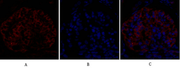 eIF2α Polyclonal Antibody