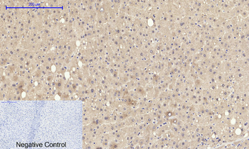 eIF2α Polyclonal Antibody