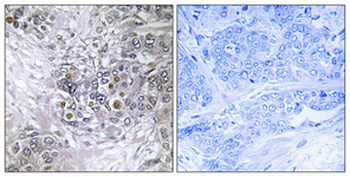 EFP Polyclonal Antibody