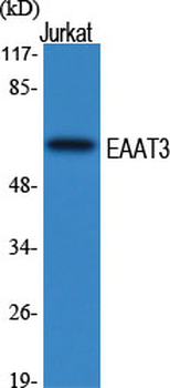 EAAT3 Polyclonal Antibody