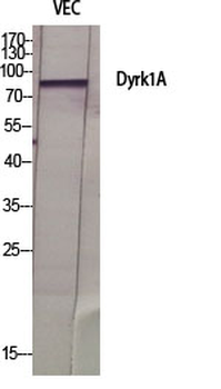 Dyrk1A Polyclonal Antibody