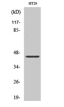 DPF2 Polyclonal Antibody