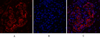 Dnmt3b Polyclonal Antibody