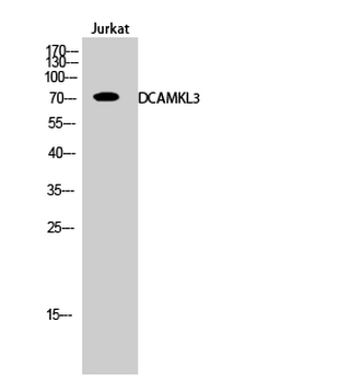 DCAMKL3 Polyclonal Antibody