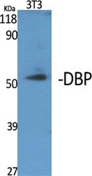 DBP Polyclonal Antibody