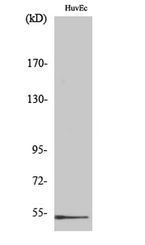 DBP Polyclonal Antibody