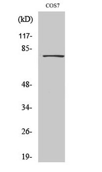 Dbf4 Polyclonal Antibody