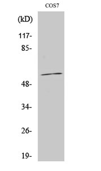 CYP1A1/2 Polyclonal Antibody
