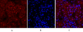 Cyclin A Polyclonal Antibody