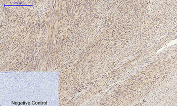 Cyclin A Polyclonal Antibody