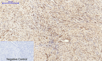 Cyclin A Polyclonal Antibody