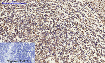 Cyclin A Polyclonal Antibody