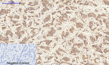 Cyclin A Polyclonal Antibody