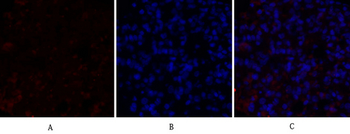 c-Src Polyclonal Antibody
