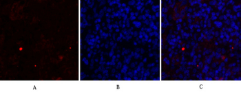 c-Src Polyclonal Antibody