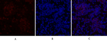 c-Src Polyclonal Antibody
