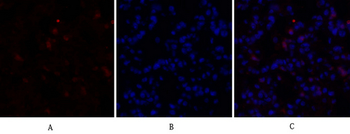 c-Src Polyclonal Antibody