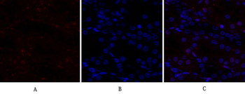 CREB-1 Polyclonal Antibody