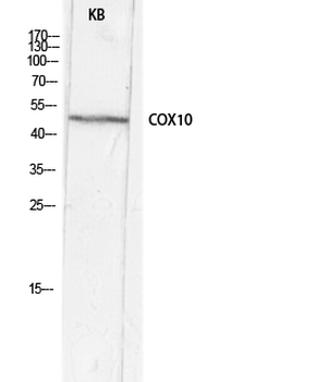 COX10 Polyclonal Antibody