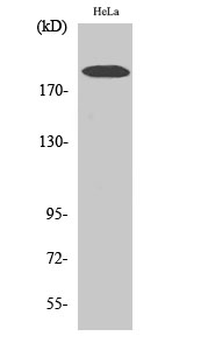 COL5A1 Polyclonal Antibody