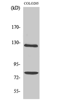COL1A2 Polyclonal Antibody