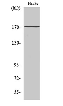 COL11A2 Polyclonal Antibody