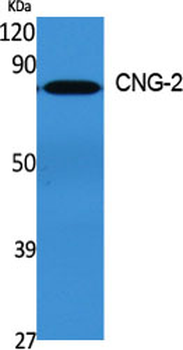 CNG-2 Polyclonal Antibody