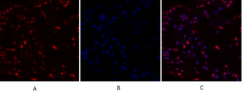 c-Myc Polyclonal Antibody