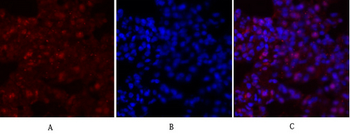 c-Myc Polyclonal Antibody