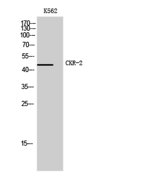 CKR-2 Polyclonal Antibody