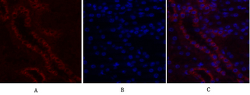c-Fos Polyclonal Antibody