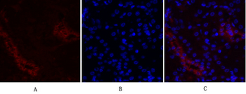 c-Fos Polyclonal Antibody