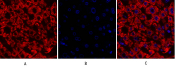 Cdk2 Polyclonal Antibody