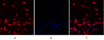 Cdk2 Polyclonal Antibody