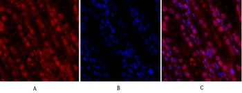 Cdk2 Polyclonal Antibody