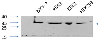 Cdk2 Polyclonal Antibody