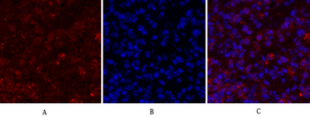 Cdc2 Polyclonal Antibody