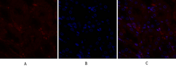 CD44 Polyclonal Antibody