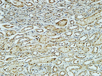CD34 Polyclonal Antibody