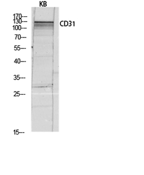 CD31 Polyclonal Antibody