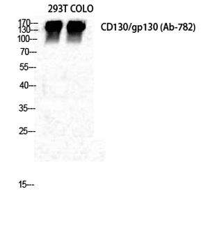 CD130 Polyclonal Antibody