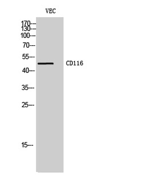 CD116 Polyclonal Antibody