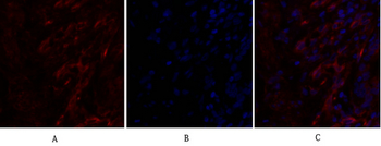 Caveolin-1 Polyclonal Antibody