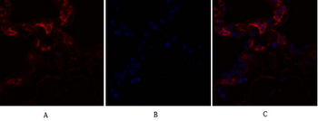 Caveolin-1 Polyclonal Antibody