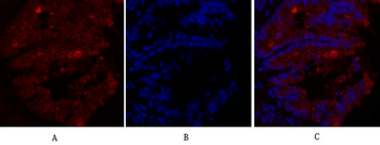 Caveolin-1 Polyclonal Antibody