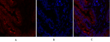 Caveolin-1 Polyclonal Antibody