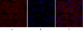 Caveolin-1 Polyclonal Antibody