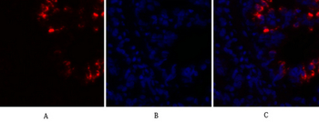 Caspase-8 Polyclonal Antibody